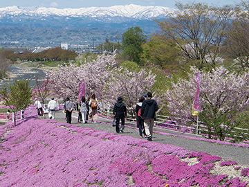 立谷川の芝桜公園