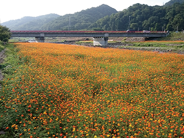 立谷川のキバナコスモス